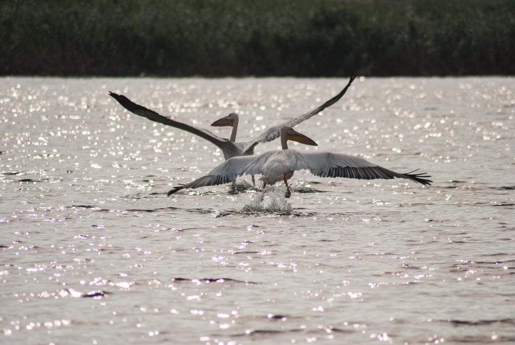 Delta Nature Resort Tulcea Bagian luar foto